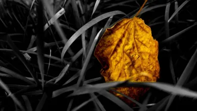 Bitcoin-Kurs fällt unter 106.000 US-Dollar – Angst dominiert Markt