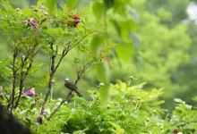 Ripple-Kursprognose: Starke Erholung trotz Marktschwäche