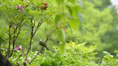 Ripple-Kursprognose: Starke Erholung trotz Marktschwäche