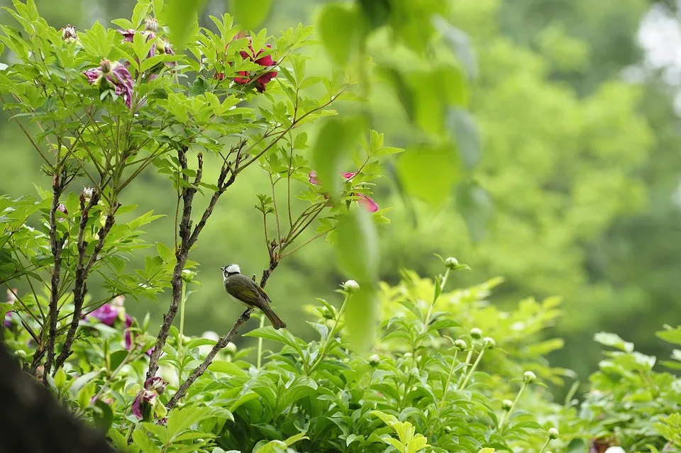 Ripple-Kursprognose: Starke Erholung trotz Marktschwäche