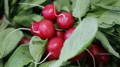 Stabile Bitcoin-Kurse: Markt bleibt vorsichtig und gespannt