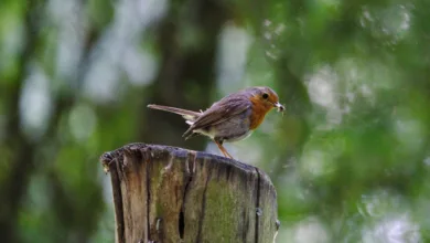 Solana Staking ETF: Veränderungen für DeFi und Krypto-Löhne