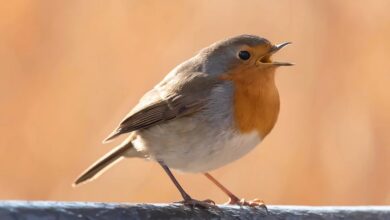 Der Krypto-Wal wechselt: 138 Millionen Dollar auf Ethereum gesetzt