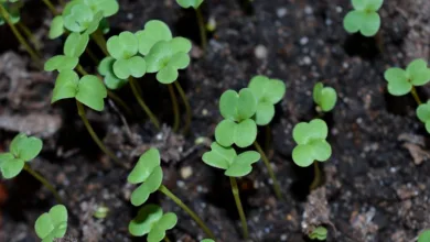 Solana-ETFs: Anlegervertrauen trotz Marktskepsis wächst