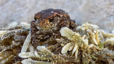 Krypto-Investitionen: BlockDAG vs. Pepe im Fokus