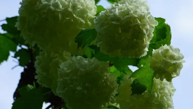 Musk sorgt für Investorenfurore: Milliardenvergütung genehmigt