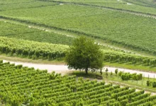 Anstieg des Handelsvolumens bei BLUESPARROWUSD: Ein Blick hinter die Kulissen