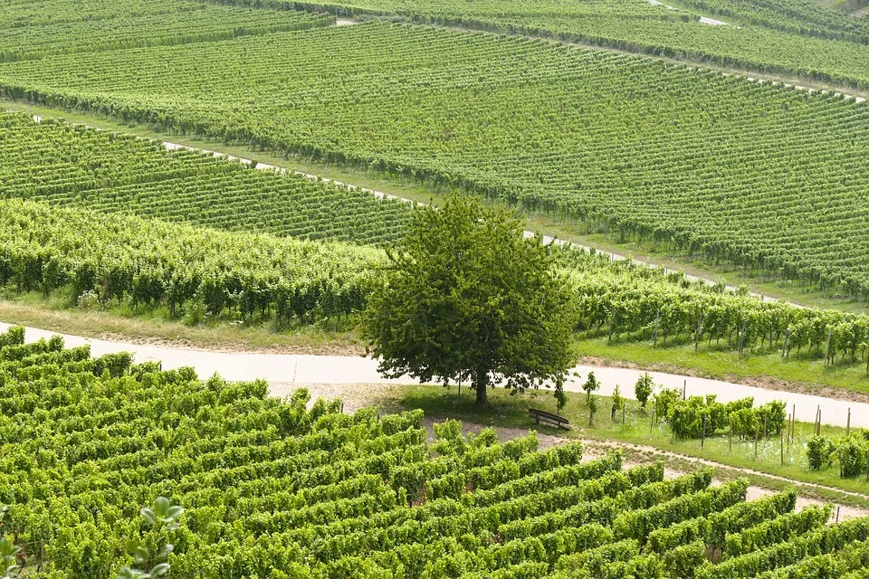 Anstieg des Handelsvolumens bei BLUESPARROWUSD: Ein Blick hinter die Kulissen