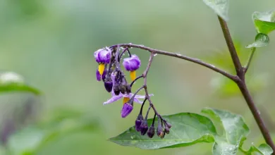 NEAR Protocol: Wie Nightshade das Blockchain-Trilemma löst