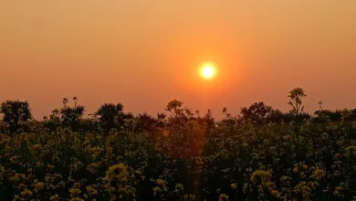 Dogecoin durchbricht Muster: Neue ETF-Angebote starten