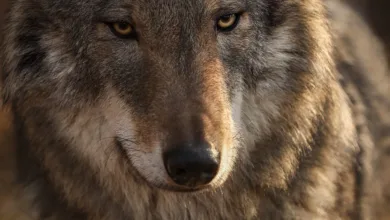 Institutionelle Investoren setzen auf XRP: Ein Blick auf den Markt