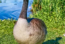 Volatile Zeiten für VanEck Crypto Leaders ETN: Ein Blick nach vorn