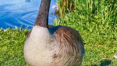 Volatile Zeiten für VanEck Crypto Leaders ETN: Ein Blick nach vorn