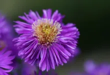 Aster DEX und Brevis: Neue Ära für On-Chain-Handel