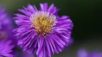 Aster DEX und Brevis: Neue Ära für On-Chain-Handel