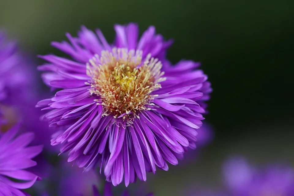 Aster DEX und Brevis: Neue Ära für On-Chain-Handel