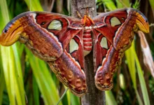 Razzien gegen das größte Kryptonetzwerk in Europa beendet