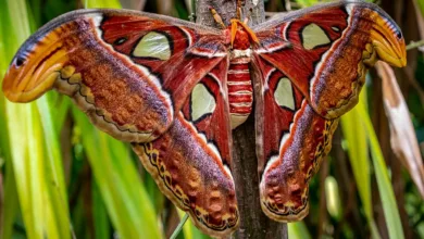 Razzien gegen das größte Kryptonetzwerk in Europa beendet