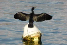 XRP im Abwärtstrend: ETFs zeigen stabile Anlegernachfrage