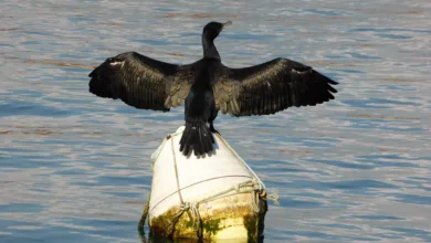 XRP im Abwärtstrend: ETFs zeigen stabile Anlegernachfrage