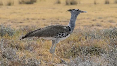 Sicherheitsbounty bei OKX: Ein Schritt zur Vertrauensbildung