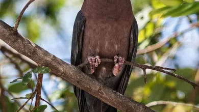 El Salvador und der IWF: Verhandlungen über Bitcoin Verkauf