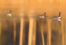 Krypto-Risiken durch Mexikos Razzien: Was jetzt für Kanadier?