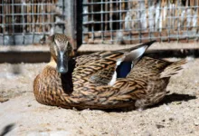 Chainlink Spot ETF: Neuer Hoffnungsträger oder Flop?