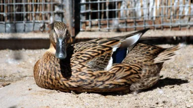 Chainlink Spot ETF: Neuer Hoffnungsträger oder Flop?