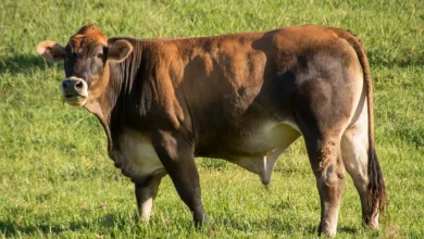 Regulierung von tokenisierten Aktien: Citadel fordert klare Regeln