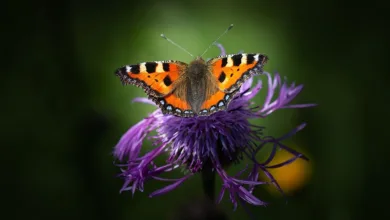 Investieren in Kupfer: Die neue Metall-Saison 2025