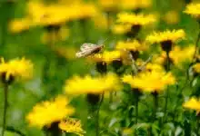 Cynthia Lummis: Letzte Anstrengungen für Krypto-Gesetzgebung