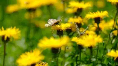 Cynthia Lummis: Letzte Anstrengungen für Krypto-Gesetzgebung