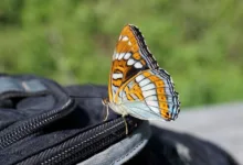 Binance verschärft Betrugsbekämpfung und belohnt Hinweise