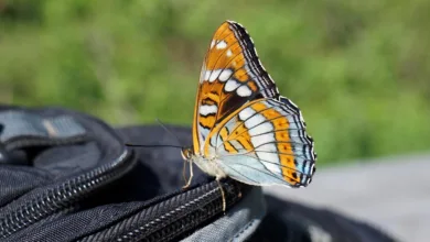 Binance verschärft Betrugsbekämpfung und belohnt Hinweise