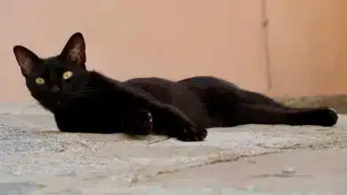 Bitcoin bleibt gelassen trotz BOJ-Zinsanhebung auf 0,75 %