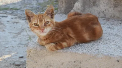 Gromen warnt: Bitcoin-Risiken steigen, Analysten skeptisch