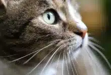 Volatilität von DsunDAO USD: Ein Blick auf die Verkaufsstimmung