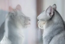 Prognosemarkt-Allianz: Neue Standards für Integrität stärken