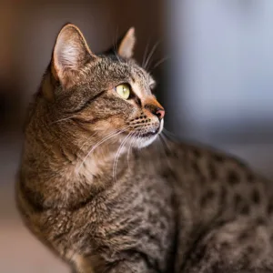 Kryptokurse im Fokus: Aktuelle Entwicklungen und Trends