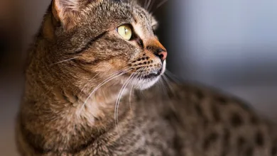 Kryptokurse im Fokus: Aktuelle Entwicklungen und Trends