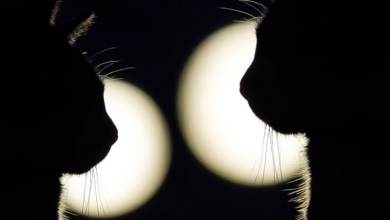 Kleine Staaten Europas: Pioniere der Krypto-Adoption