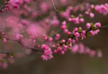 Standard Chartered senkt Bitcoin-Prognosen für 2025 deutlich