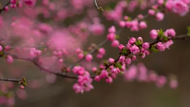 Standard Chartered senkt Bitcoin-Prognosen für 2025 deutlich