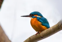 HBAR im Januar: Steht der Altcoin vor einem Comeback?