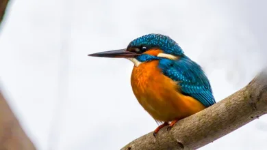 HBAR im Januar: Steht der Altcoin vor einem Comeback?