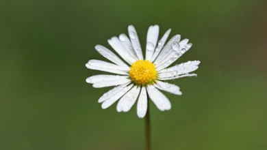 Bitcoin und die CLARITY Act: Chancen und Risiken für Investoren