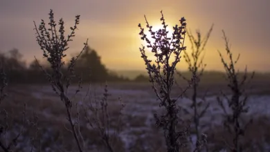 Bitcoin-Optionsverfall am 26. Dezember: Ein Blick auf Risiken und Chancen