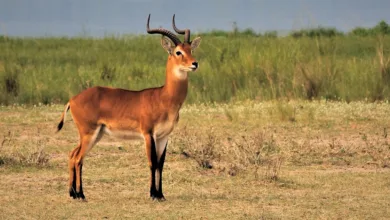Gemini erhält Lizenz für regulierte Prognosemärkte in den USA