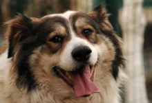 Goldpreis erreicht Rekordhoch: USD 4.420 erfreut Anleger